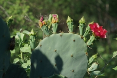Opuntia aciculata
