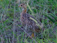 Campocolinus coqui coqui