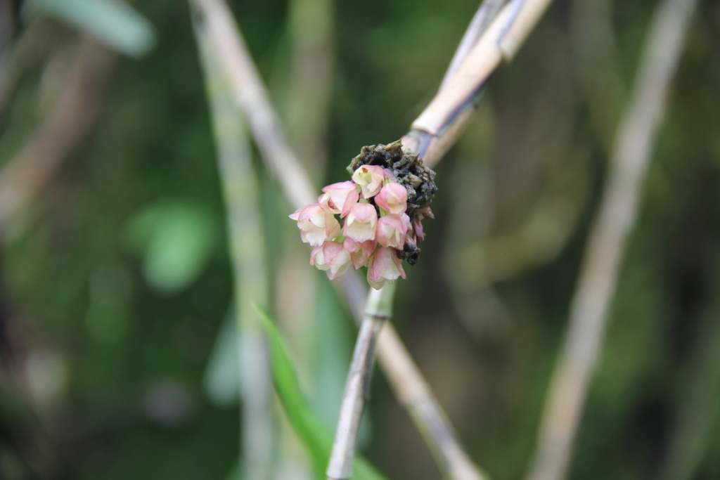 Agrostophyllum callosum (Agrostophyllum callosum)