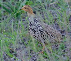 Campocolinus coqui coqui