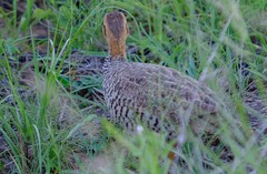 Campocolinus coqui coqui