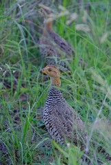 Campocolinus coqui coqui
