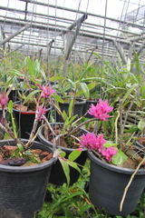 Dendrobium secundum