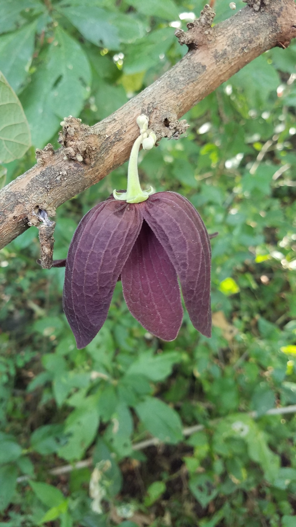 Sapranthus violaceus