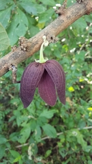 Sapranthus violaceus