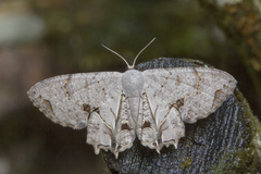 Dysaethria plicata