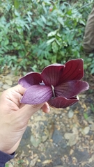 Sapranthus violaceus