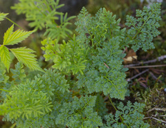 Cryptogramma sitchensis