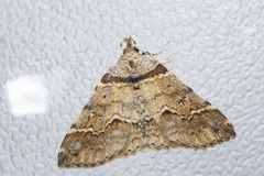 Bertula picta