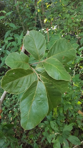 Image of Sapranthus Violaceus (Sapranthus violaceus) by no rights reserved