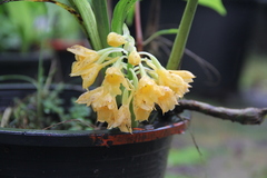 Calanthe clavata