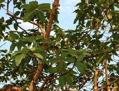 Ficus tsjakela