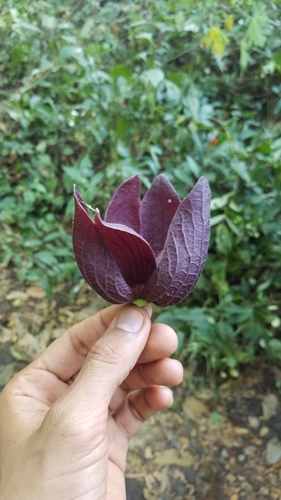 Image of Sapranthus Violaceus (Sapranthus violaceus) by no rights reserved