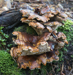 Sarcodon stereosarcinon