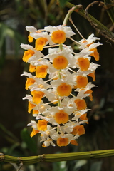 Dendrobium thyrsiflorum