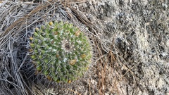 Mammillaria gigantea