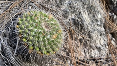 Mammillaria gigantea