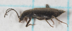 Phlaeopterus
