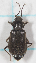 Phlaeopterus
