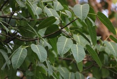 Ficus tsjakela