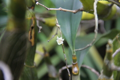 Dendrobium acinaciforme