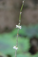 Dendrobium acinaciforme