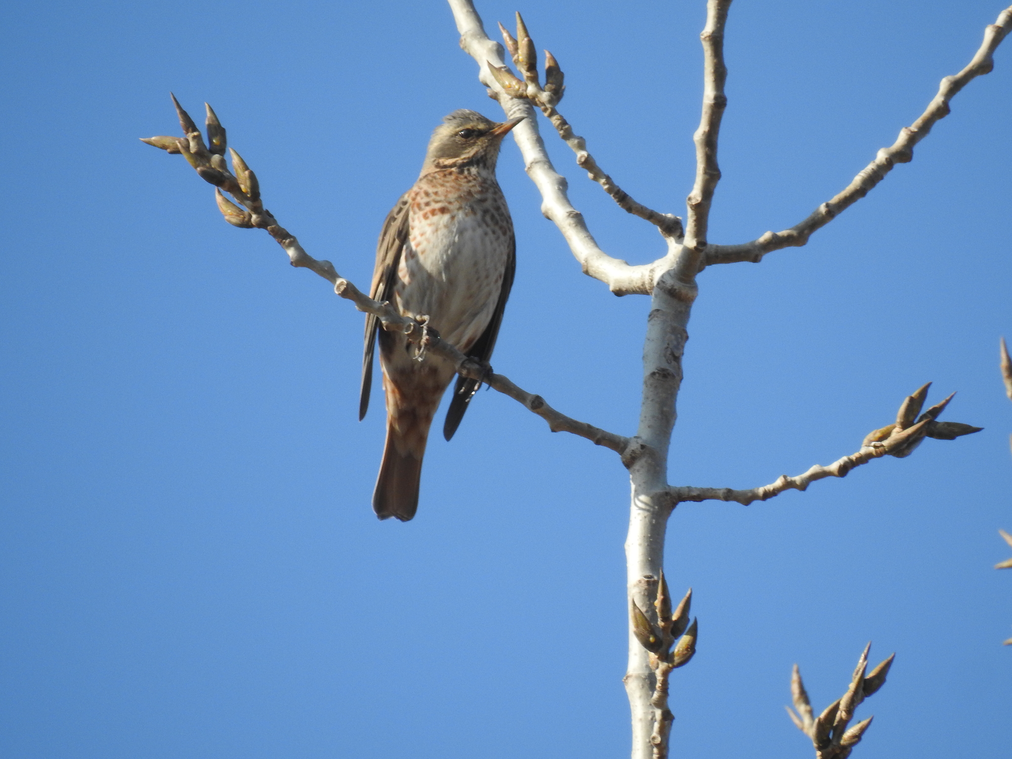 Naumann's Thrush