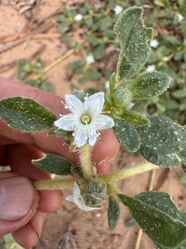 Trianthema pilosum