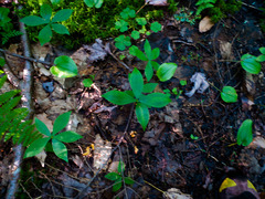 Medeola virginiana