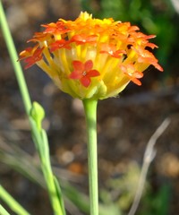 Lasiosiphon rubescens