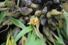 Panisea uniflora