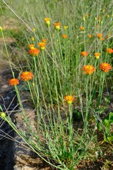 Lasiosiphon rubescens