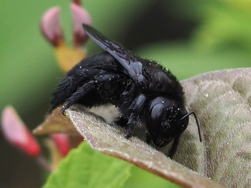 Galápagos carpenter bee photo 3
