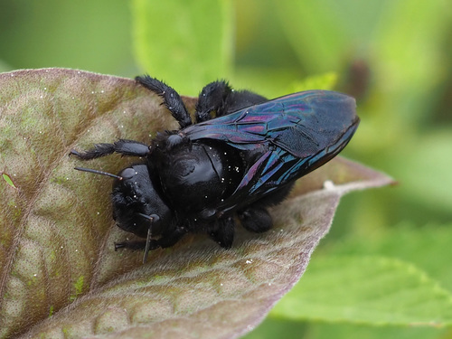 Galápagos carpenter bee photo 5