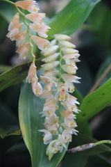 Pholidota articulata