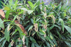 Pholidota articulata