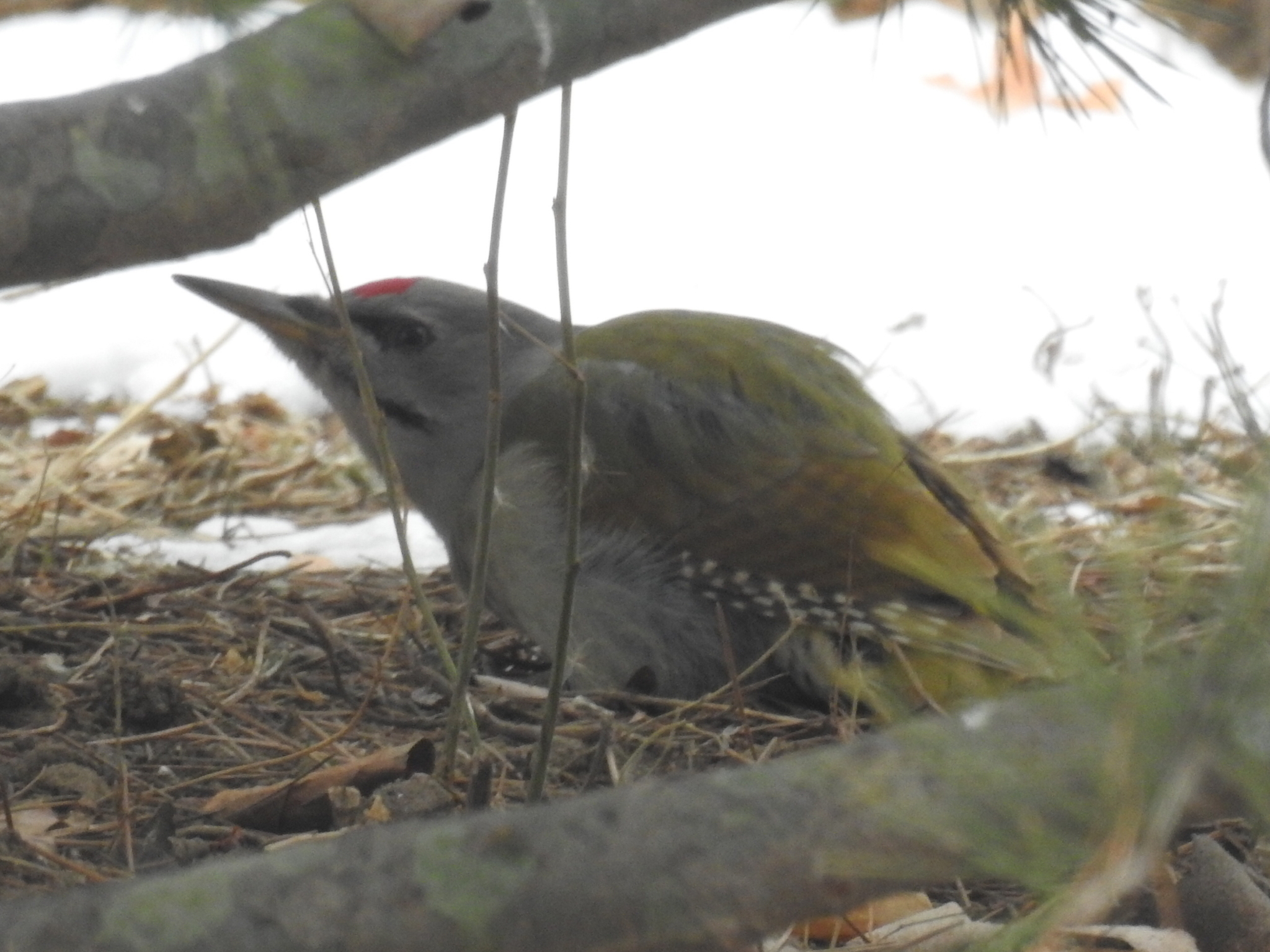 Grey-headed Woodpecker