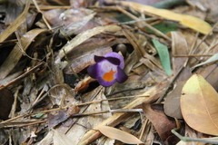 Christisonia siamensis