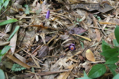 Christisonia siamensis