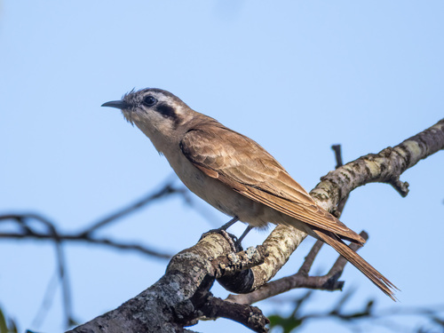 Black-eared Cuckoo