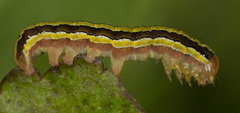 Melanchra pulverulenta