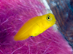 Blackspot Coralblenny photo 4