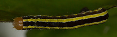 Melanchra pulverulenta