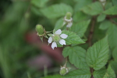 Rubus sumatranus