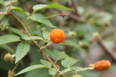 Rubus sumatranus