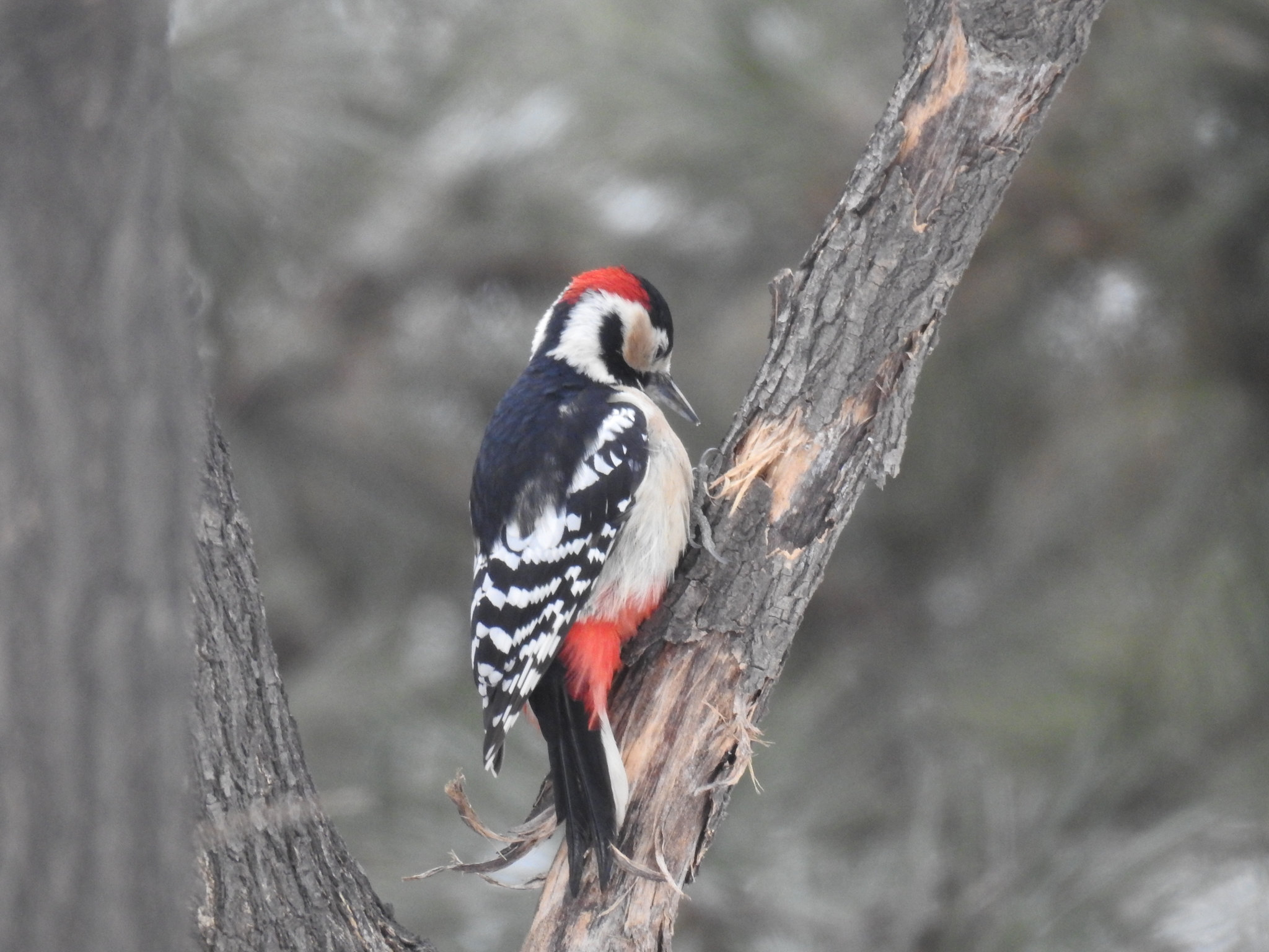 Great Spotted Woodpecker