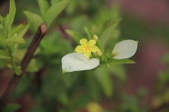 Pseudomussaenda flava