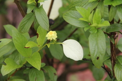 Pseudomussaenda flava