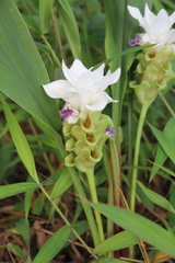 Curcuma parviflora