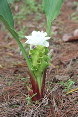 Curcuma parviflora